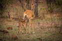 106 Zambia, South Luangwa NP, impala